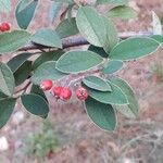 Cotoneaster integerrimus ফল