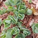 Sedum anacampseros Leaf