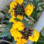 Erysimum × cheiri Floare