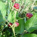 Rubus nessensis Other