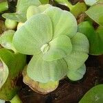 Pistia stratiotesপাতা