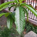 Elaeocarpus angustifolius Leaf