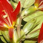 Columnea nicaraguensis 花
