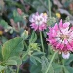 Trifolium hybridum Flower