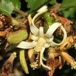Grewia pachycalyx Flor
