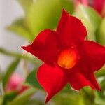 Mandevilla sanderi പുഷ്പം