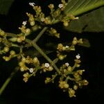 Notopleura capacifolia Flor