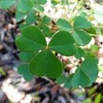 Oxalis elsae