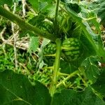 Solanum stramoniifolium Hedelmä