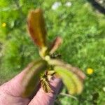Alnus alnobetula 叶