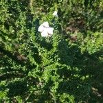 Prostanthera cuneata Yaprak