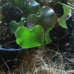 Adiantum reniforme Лист