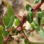 Parietaria judaica Flor