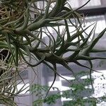 Tillandsia bandensis BakerFolha