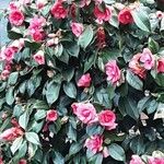 Camellia oleifera Bloem