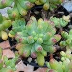 Sedum pachyphyllum Liść