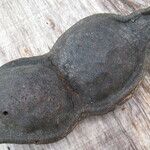 Ormosia coutinhoi Други