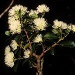 Syzygium tripetalum 花