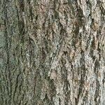 Carya cordiformis Bark