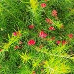 Grevillea rosmarinifolia Leaf