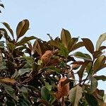 Magnolia grandiflora Feuille