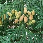 Thuja occidentalisFruit