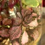 Fittonia albivenis List