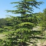 Cedrus atlantica 整株植物