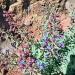 Echium thyrsiflorum Flower