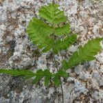 Gymnocarpium dryopteris Casca