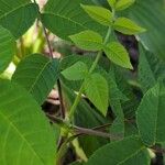 Juglans cinerea Leaf