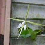 Epidendrum nocturnumFlower