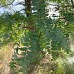 Gleditsia triacanthos花