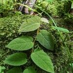 Piper perbrevicaule Leaf