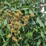 Dimocarpus longan Frucht