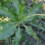 Oenothera centaureifolia Leaf
