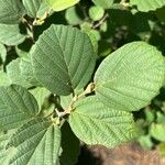 Fothergilla gardenii Lehti