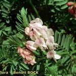 Vicia argentea Annet