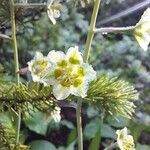 Anticlea elegans Fiore