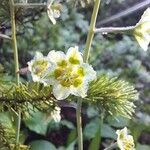 Anticlea elegans Blomma