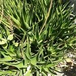 Aloe perfoliataList