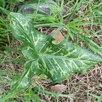 Arum italicum Liść