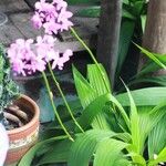 Spathoglottis unguiculata Flower
