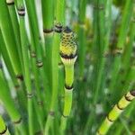 Equisetum laevigatum পাতা