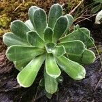 Saxifraga cotyledon 葉