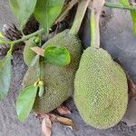 Artocarpus integer Плод