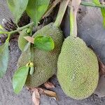 Artocarpus integer Fruit