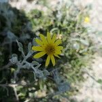 Osteospermum incanum ᱵᱟᱦᱟ