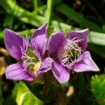 Gentianella campestrisÇiçek