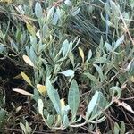 Atriplex portulacoidesList